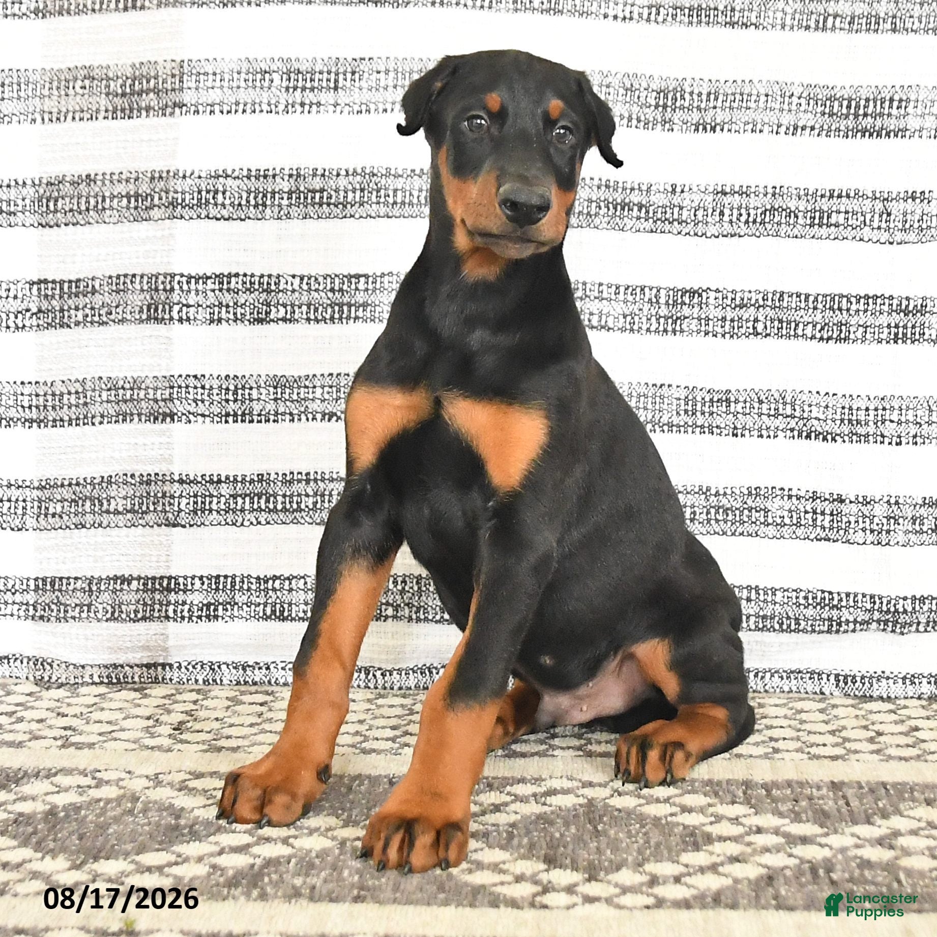 Doberman Pinscher dogs Dash - Ad 2