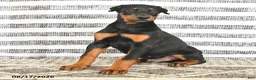 Doberman Pinscher dogs for sale: Dash - Ad 2