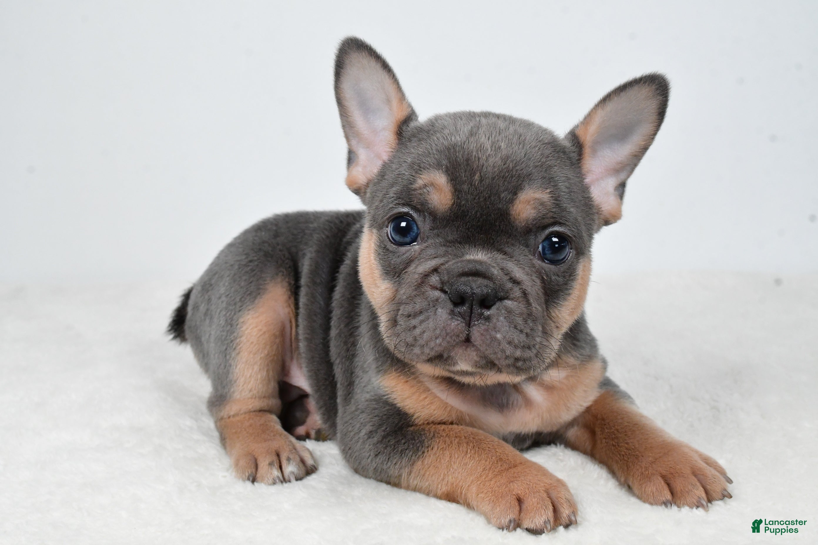 French Bulldog dogs Bentley - Ad 1