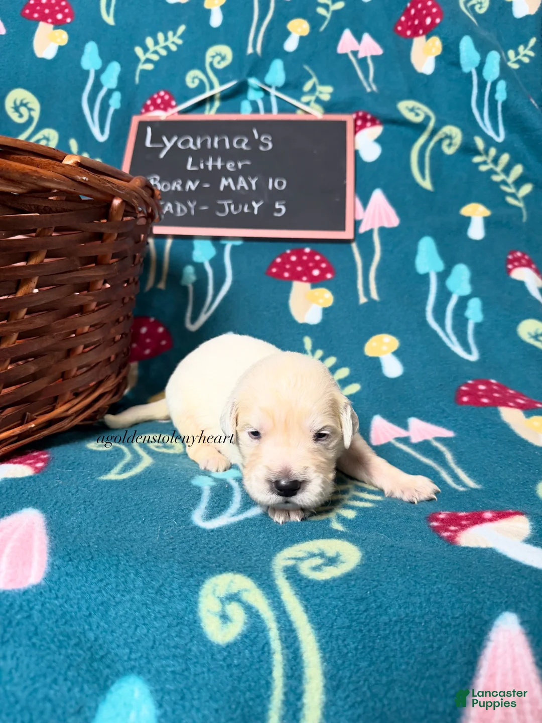 Golden Retriever dogs for sale: Misty - Ad 50