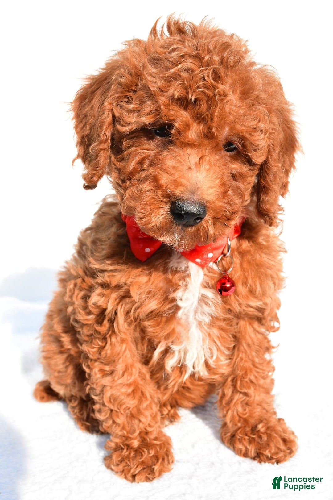 Miniature Poodle dogs for sale: Odell - Ad 6
