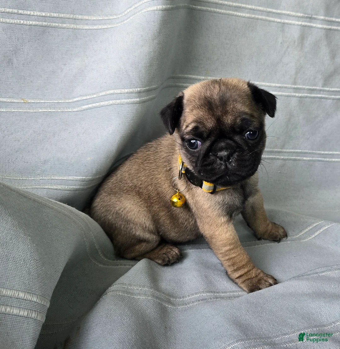 Pug dogs for sale: Jeannie - Ad 2