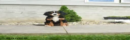 Miniature Bernese Mountain Dog dogs for sale: Marty - Ad 3