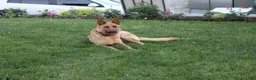 German Shepherd dogs for sale: Sofea - Ad 5