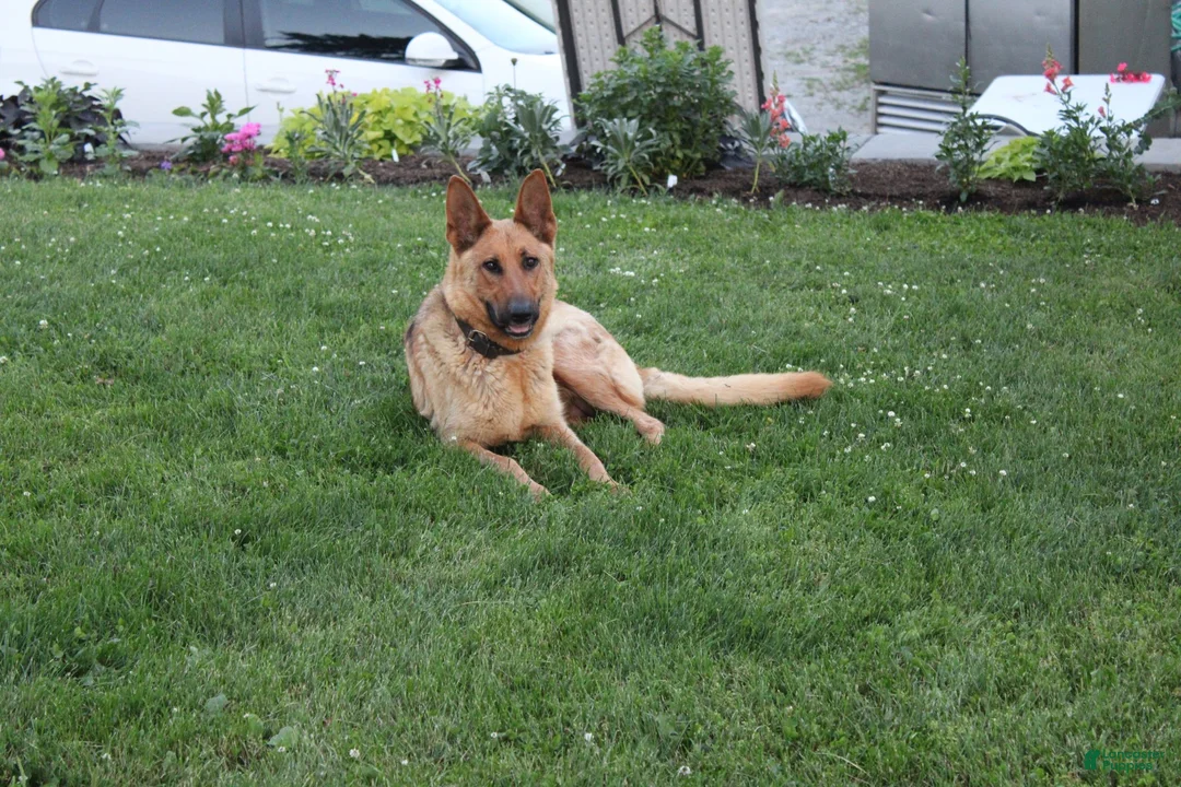 German Shepherd dogs for sale: Sofea - Ad 5