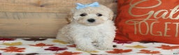 Bichpoo dogs for sale: Vicky - Ad 2