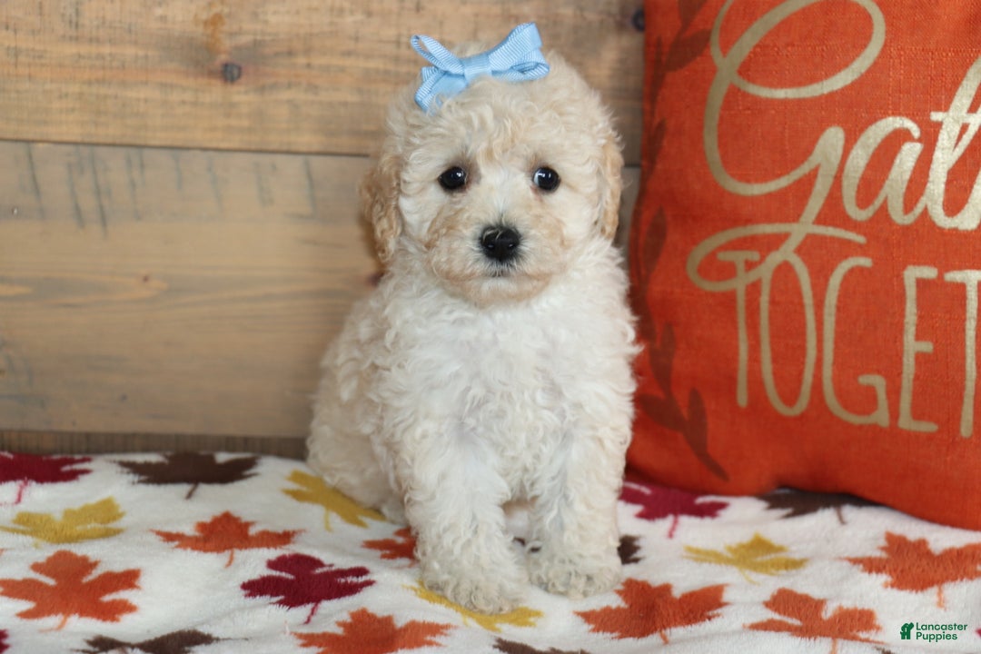 Bichpoo dogs for sale: Vicky - Ad 2