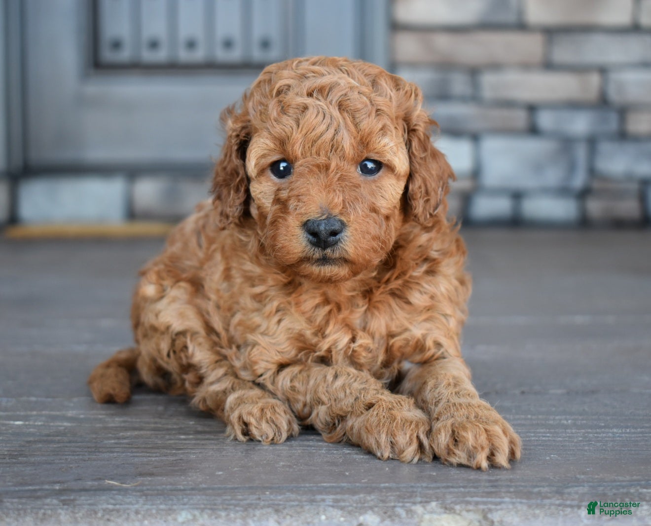 Mini Goldendoodle dogs Ava - Ad 1
