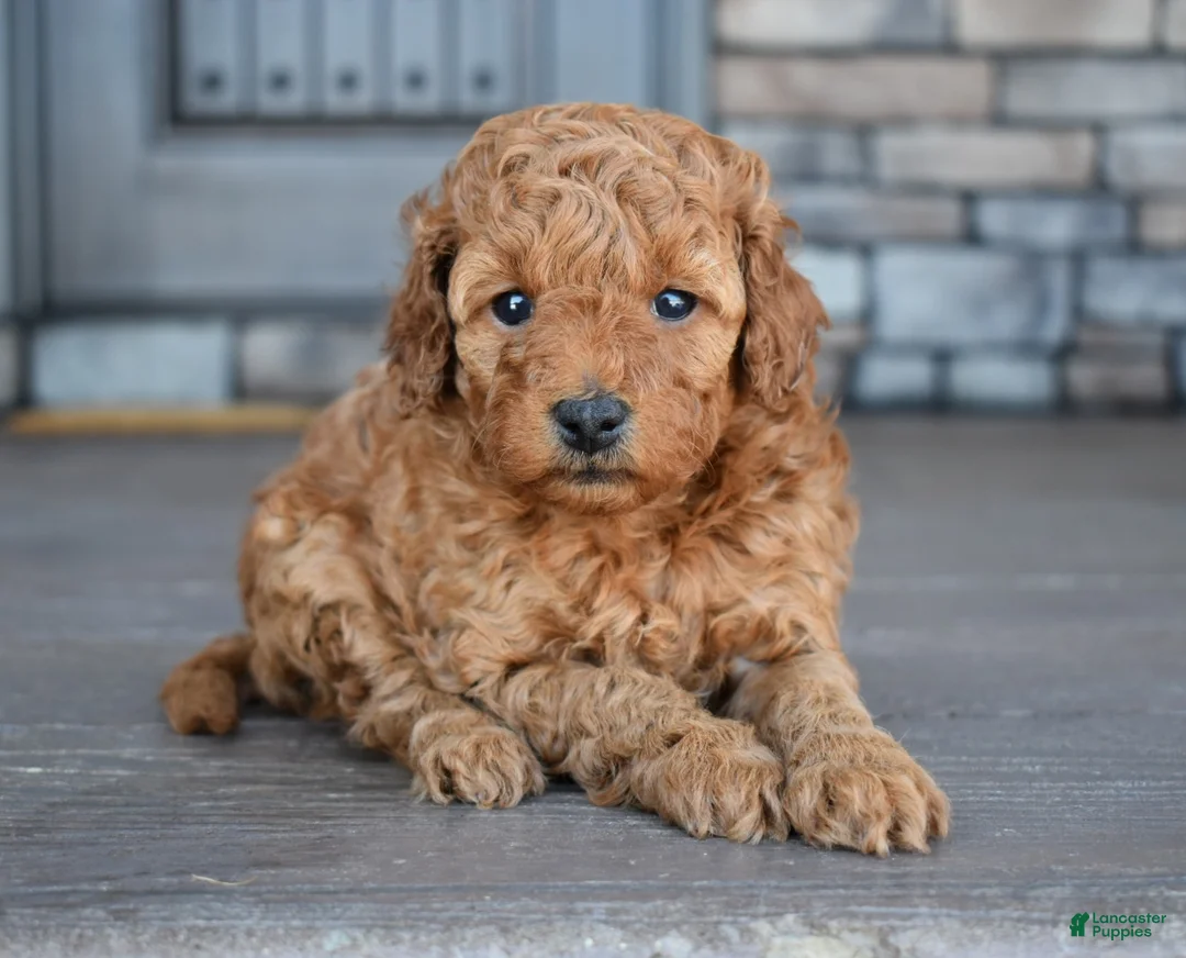 Mini Goldendoodle dogs for sale: Ava - Ad 1