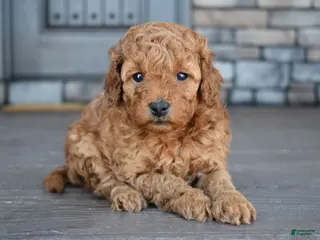 Mini Goldendoodle dogs for sale: Ava - Ad 2