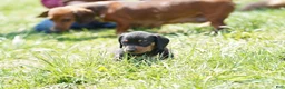 Miniature Dachshund dogs for sale: Stanley - Ad 4