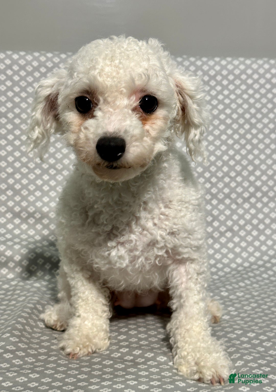 Yochon dogs for sale: Sophia - Ad 7