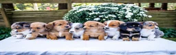 Mixed Breed dogs for sale: Coco - Ad 28