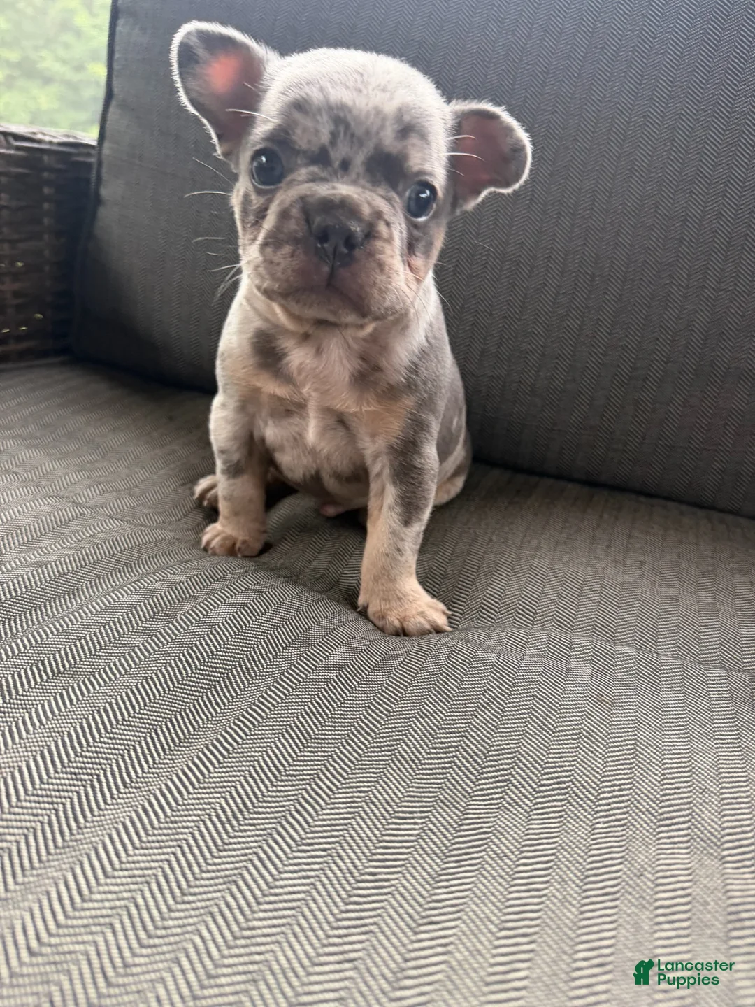 French Bulldog dogs for sale: Jacoby - Ad 3