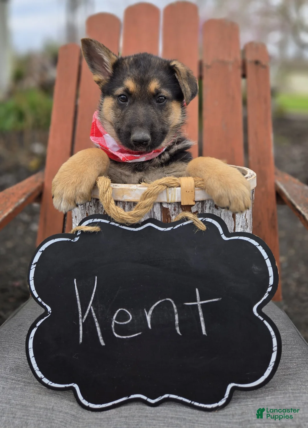 German Shepherd dogs for sale: Kent - Ad 6
