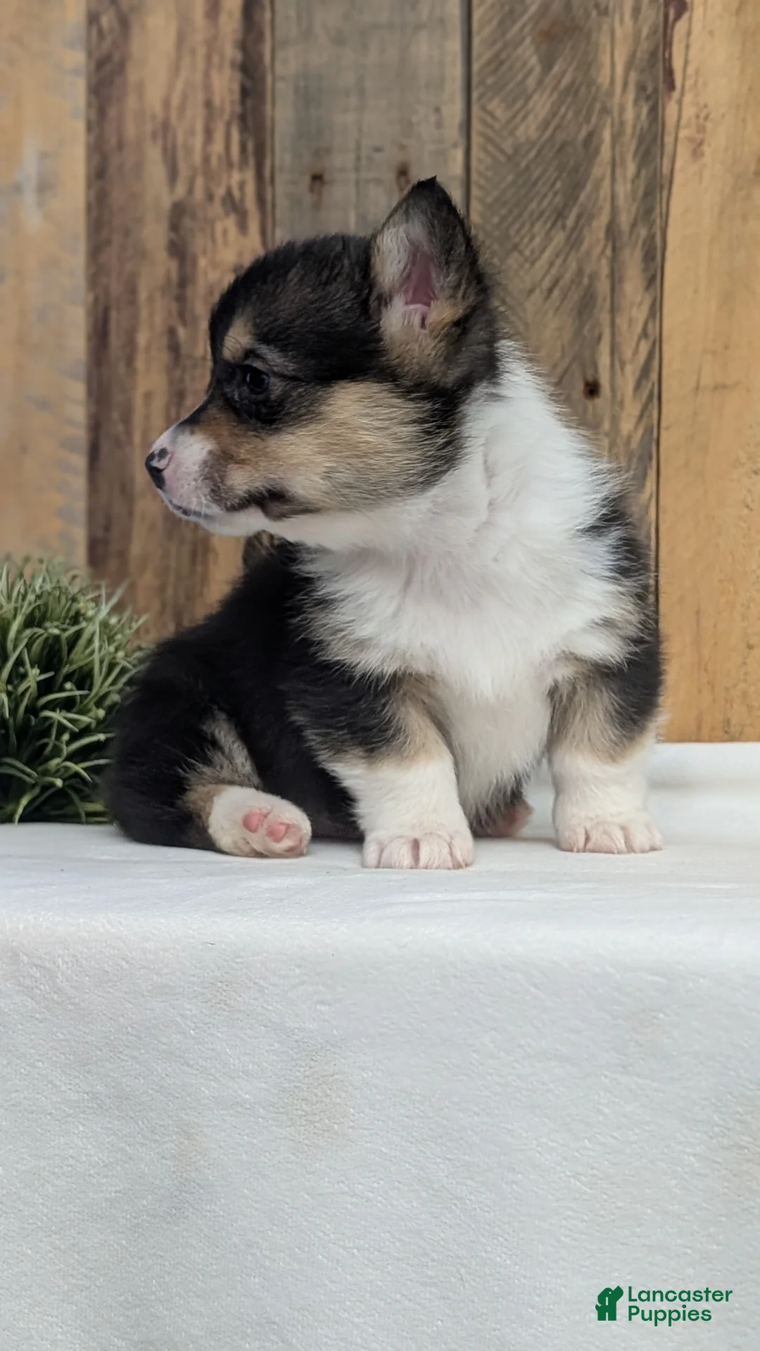 Welsh Corgi Pembroke dogs for sale: Finn  - Ad 8