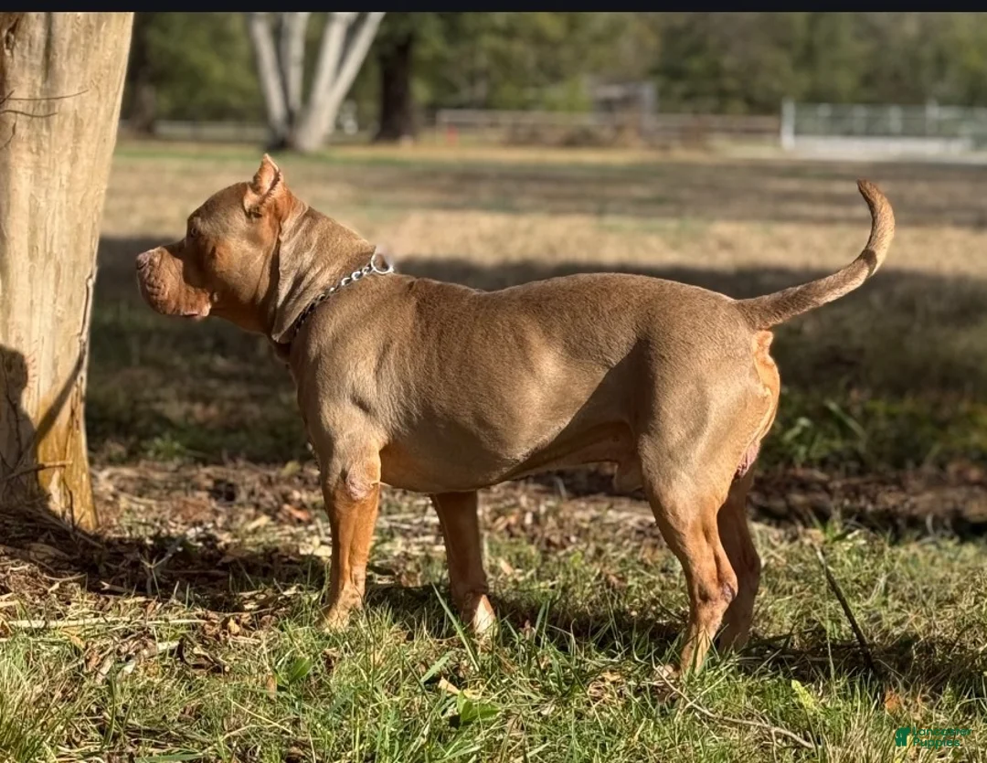 American Bully dogs for stud: Abkc Razor - Ad 3