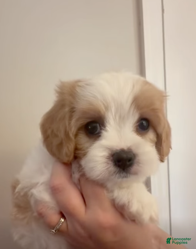 Mixed Breed dogs Denver - Ad 2