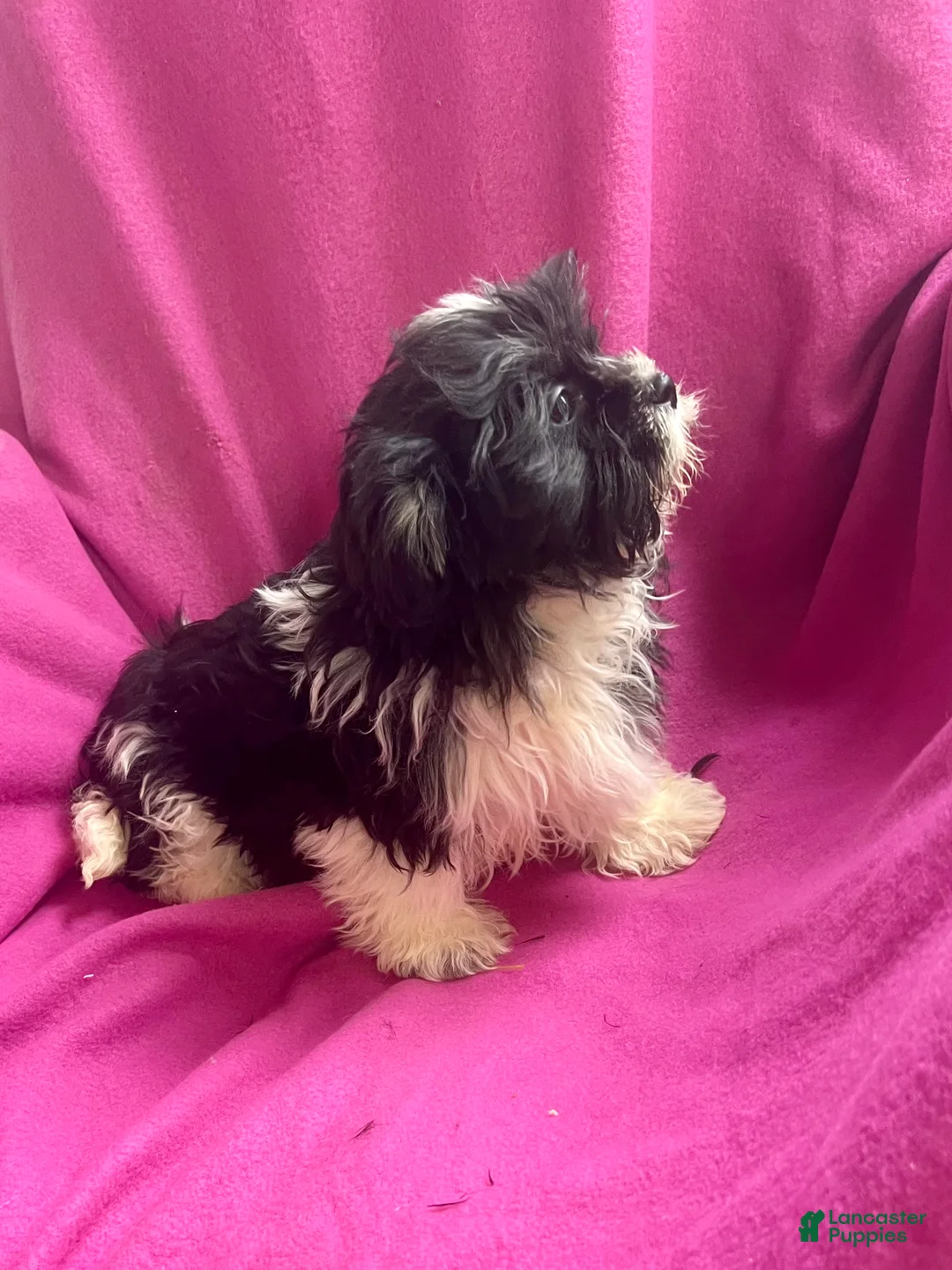Shih Tzu dogs for sale: Trudy - Ad 3