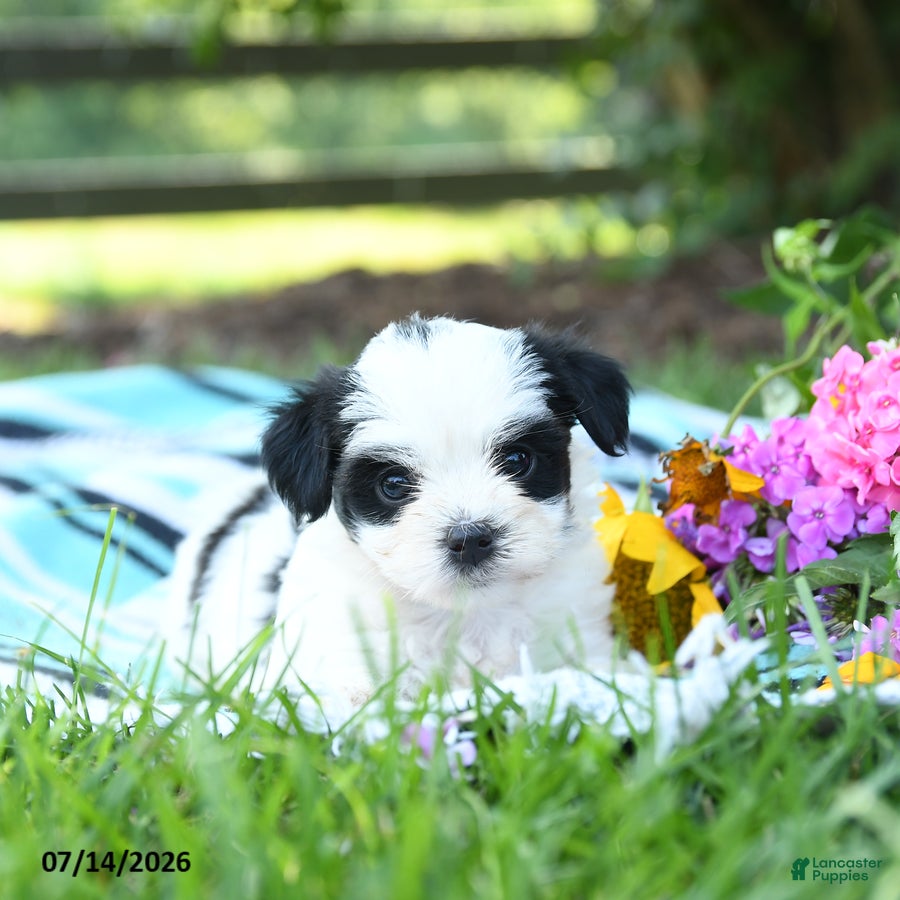 Mixed Breed dogs Minnie - Ad 1