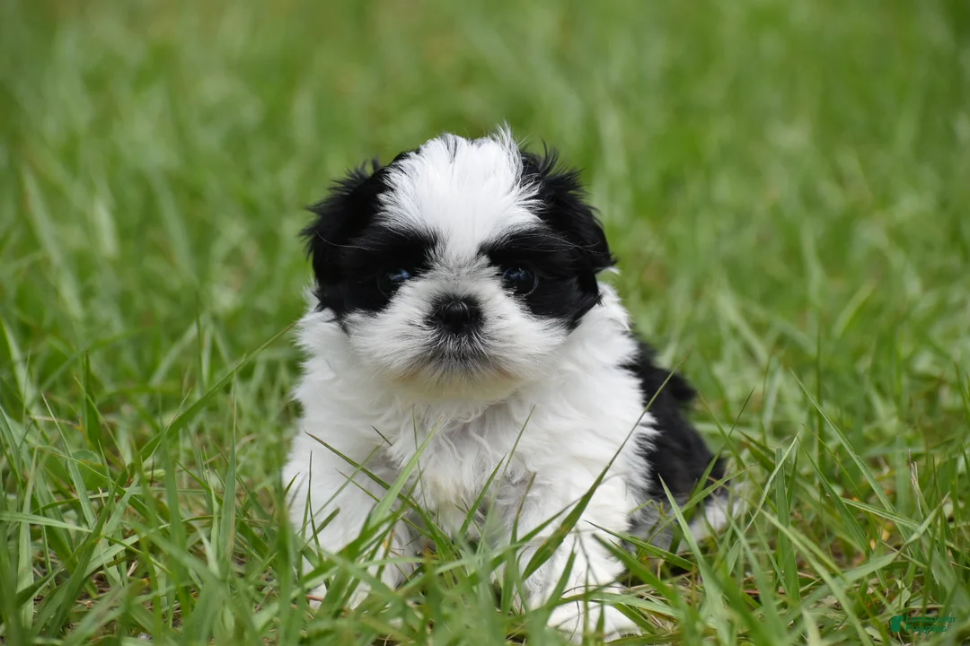 Shih Tzu dogs for sale: Shih Tzu Puppy 2 - Ad 6