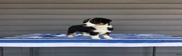 Welsh Corgi Pembroke dogs for sale: Della - Ad 5