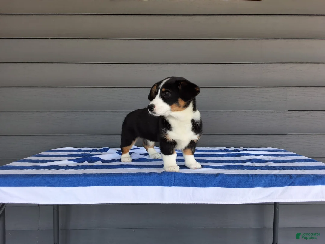 Welsh Corgi Pembroke dogs for sale: Della - Ad 5