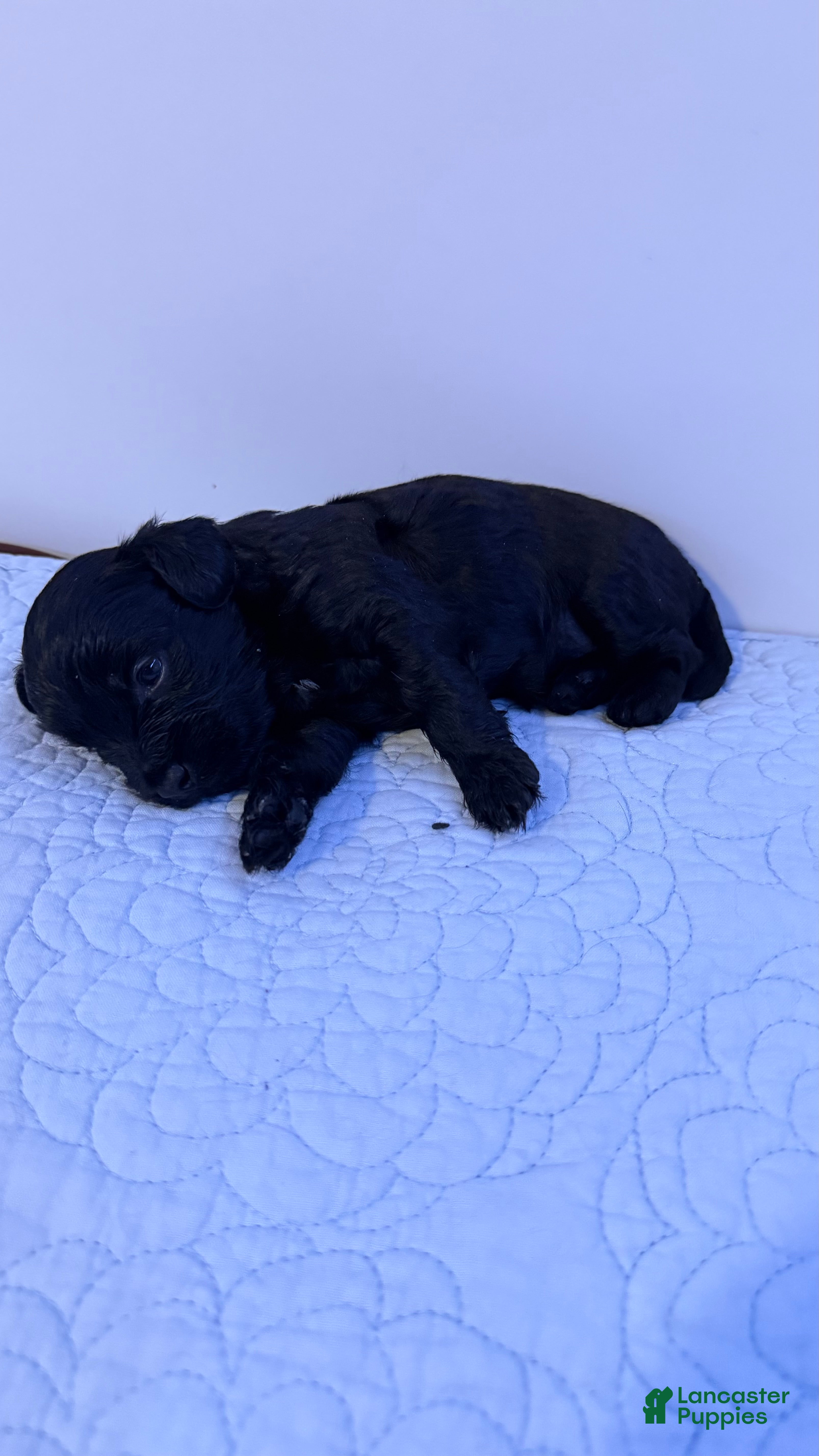 Mini Bernedoodle dogs Mini Poodle Puppy 6 - Ad 12