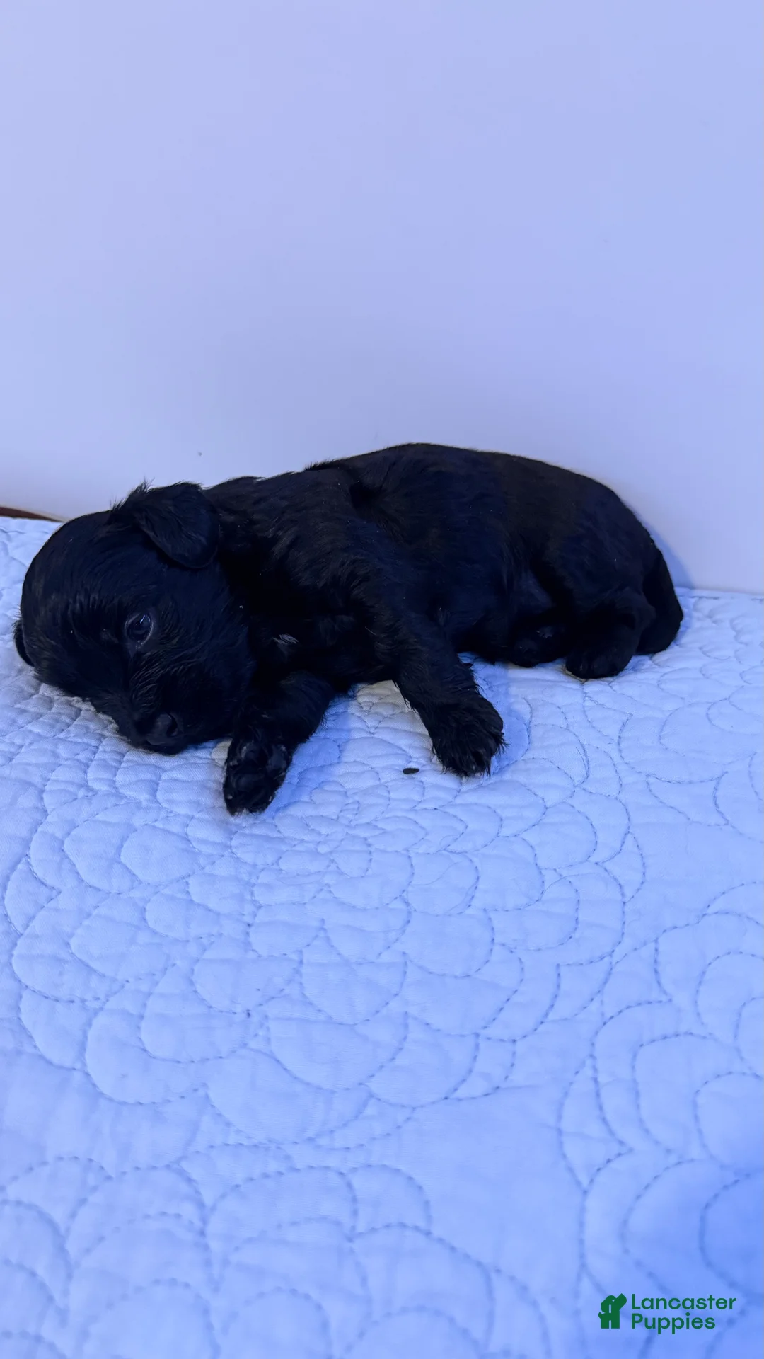 Mini Bernedoodle dogs for sale: Mini Poodle Puppy 6 - Ad 1