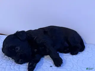 Mini Bernedoodle dogs Mini Poodle Puppy 6 - Ad 5