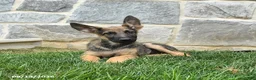 German Shepherd dogs for sale: Tinker - Ad 3