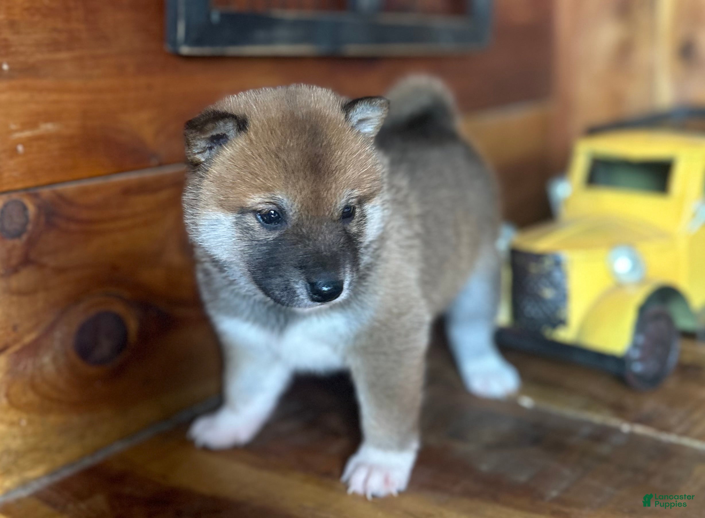 Shiba Inu dogs Shiba Inu Puppy 7 - Ad 2