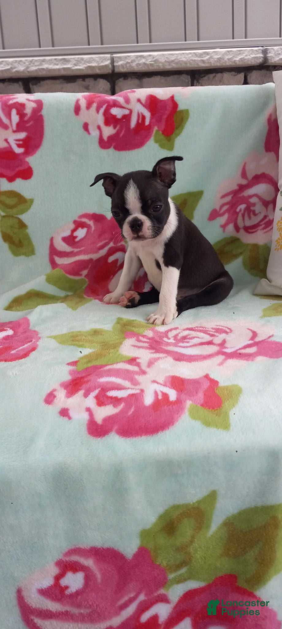 Boston Terrier dogs for sale: Alayna - Ad 1