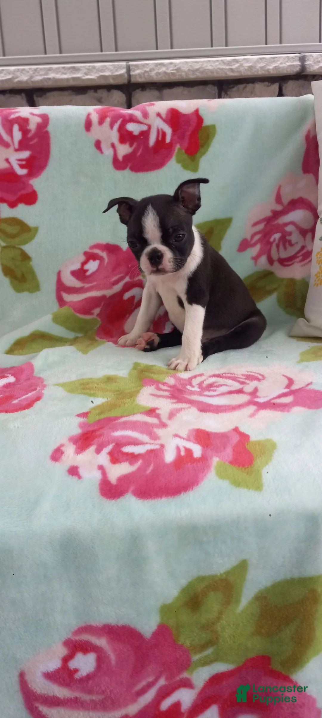 Boston Terrier dogs for sale: Alayna - Ad 1