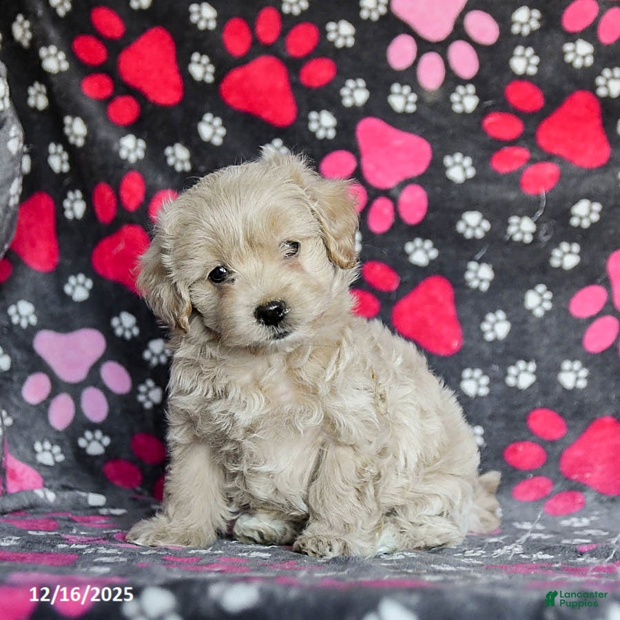 Mixed Breed dogs Harley - Ad 8