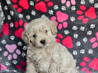 Mixed Breed dogs Harley - Ad 6