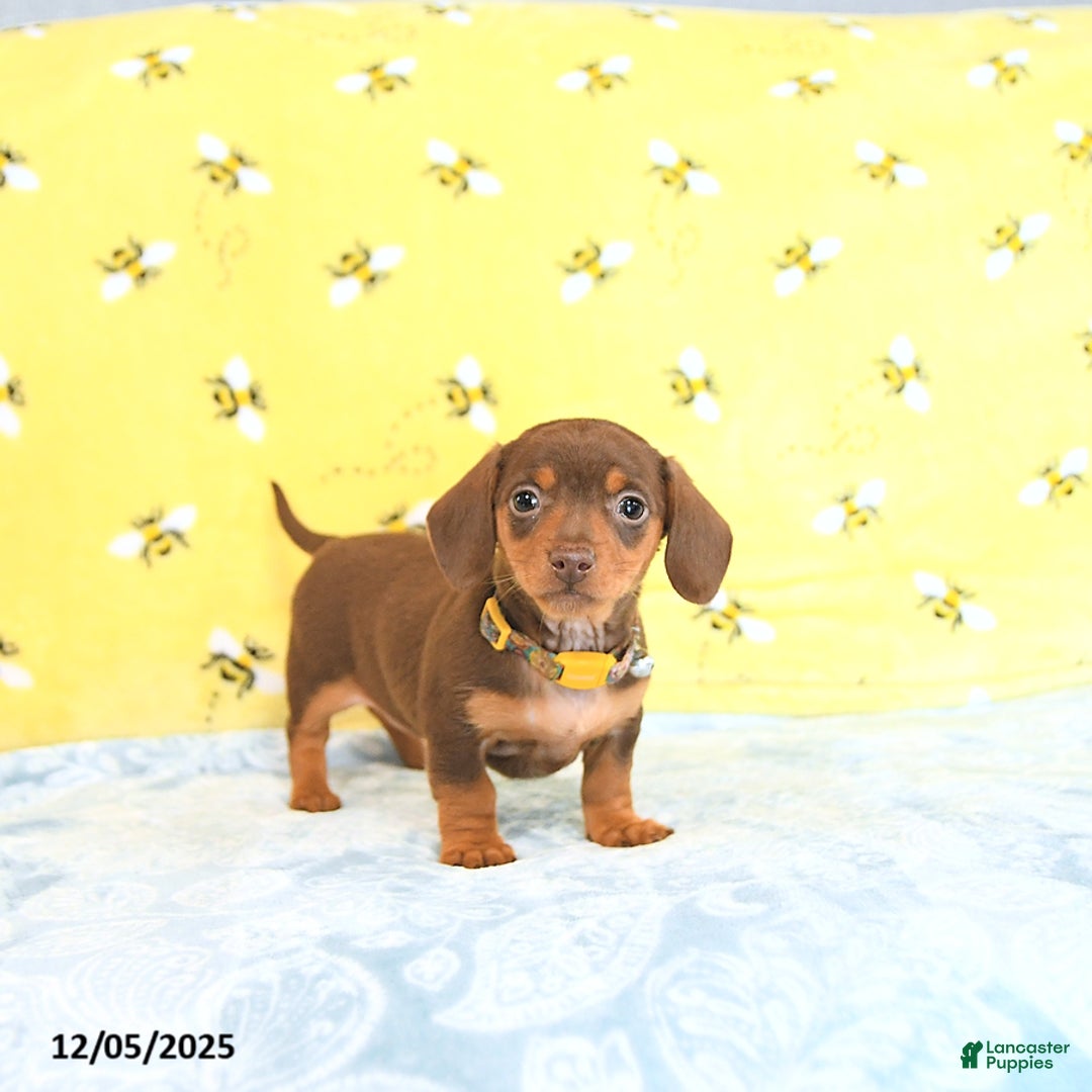 Miniature Dachshund dogs for sale: Penny - Ad 1
