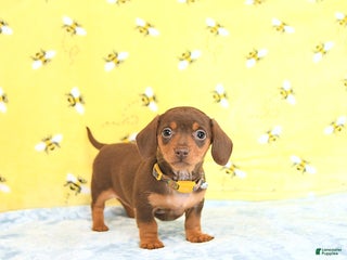 Miniature Dachshund dogs Penny - Ad 38