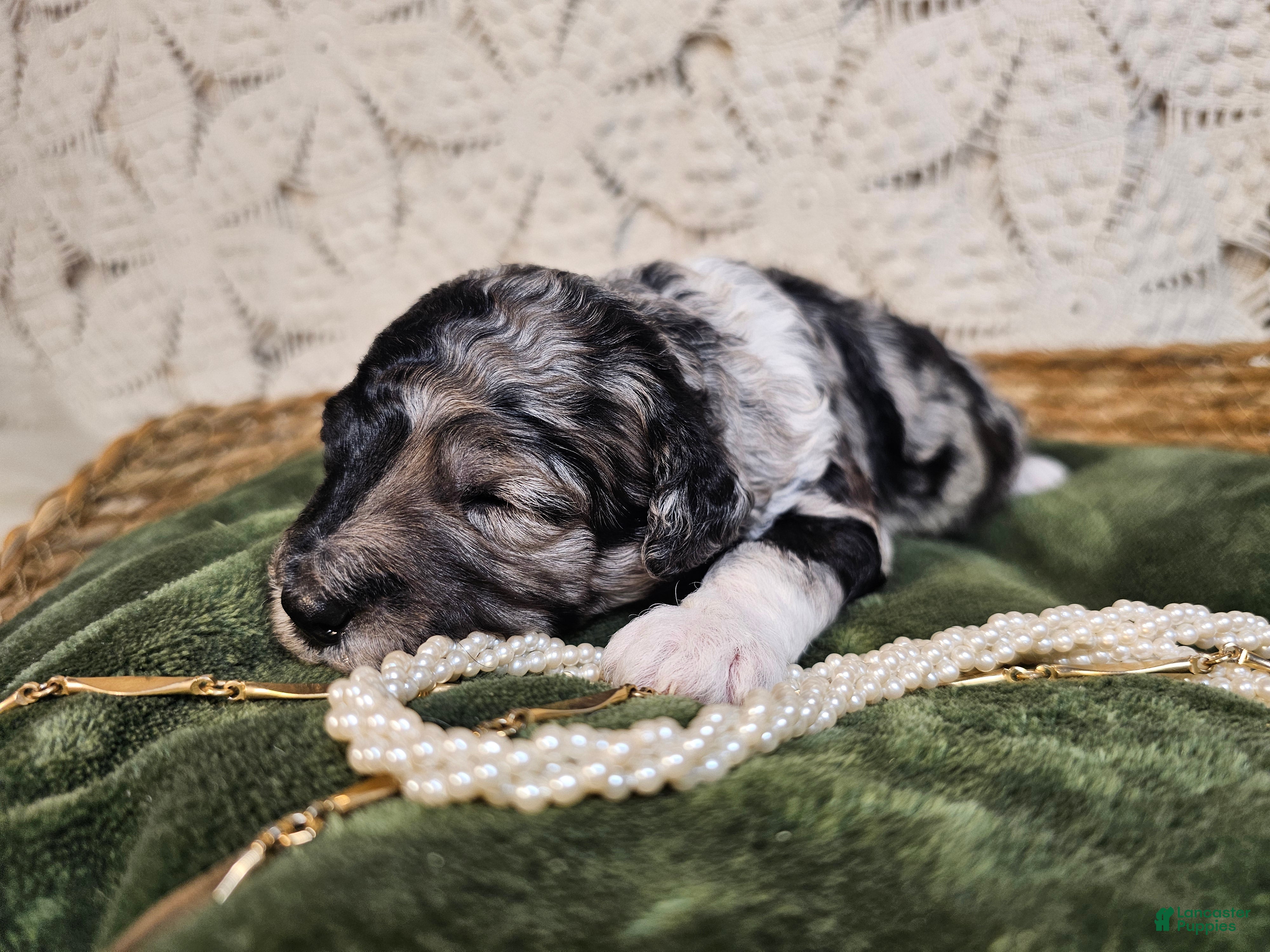Mini Goldendoodle dogs Juniper - Ad 2