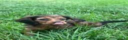 Miniature Dachshund dogs for sale: Theo  - Ad 5