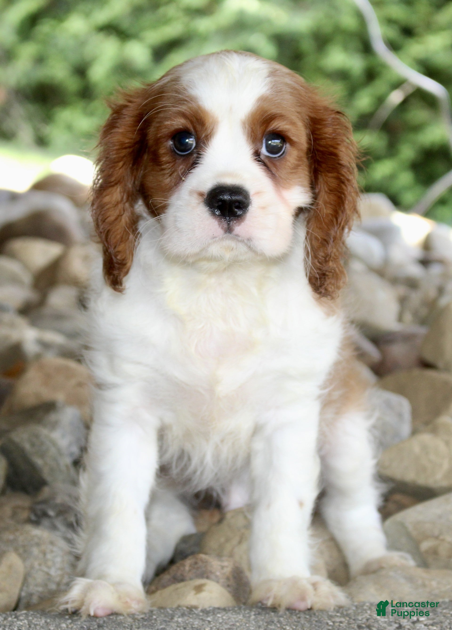 Cavalier King Charles Spaniel dogs Ryder - Ad 2