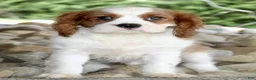 Cavalier King Charles Spaniel dogs for sale: Ryder - Ad 2