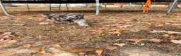 Standard Poodle dogs for sale: Standard Poodle 2 - Ad 15
