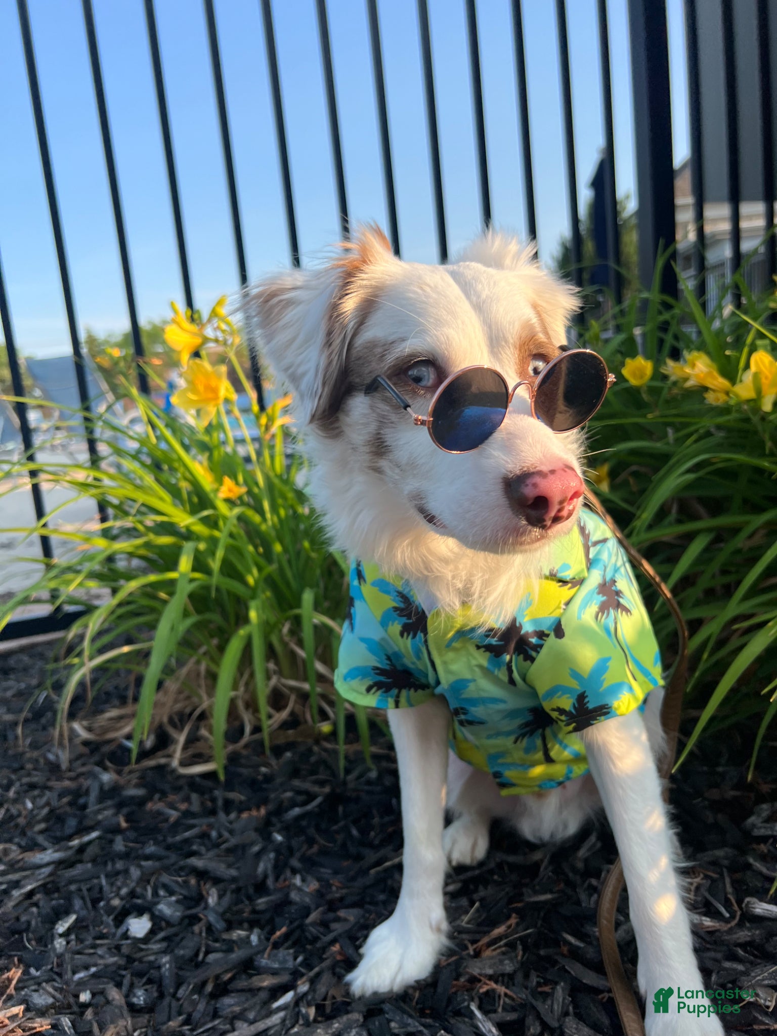 Mixed Breed dogs for stud: Stitch - Ad 4
