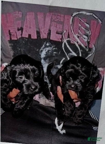 Shihpoo dogs Shihpoo Puppy  - Ad 39