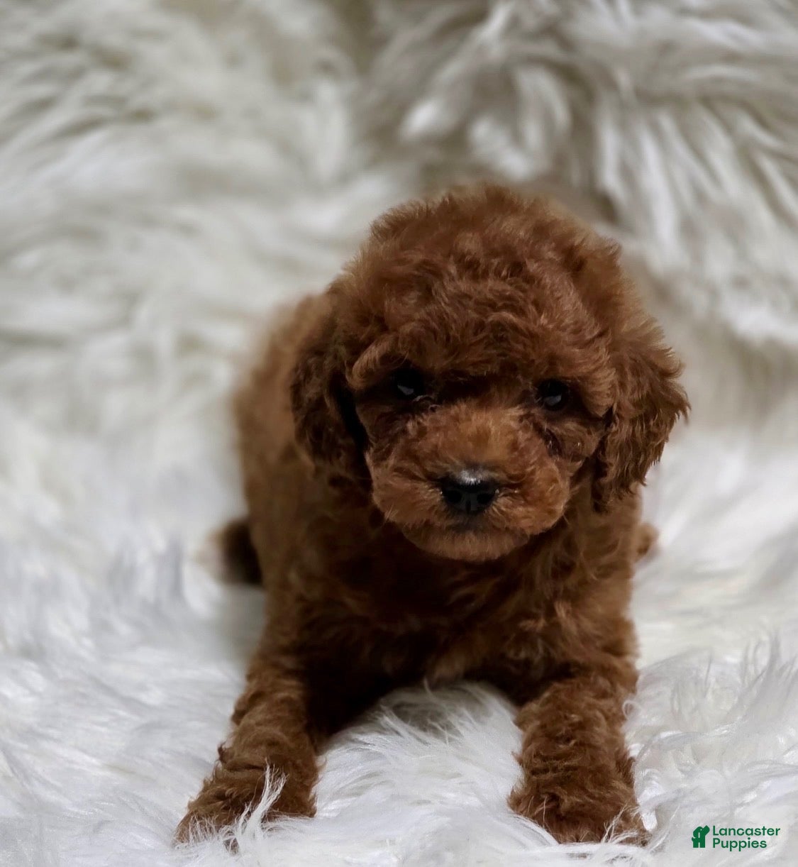 Toy Poodle dogs Female deep red - Ad 2
