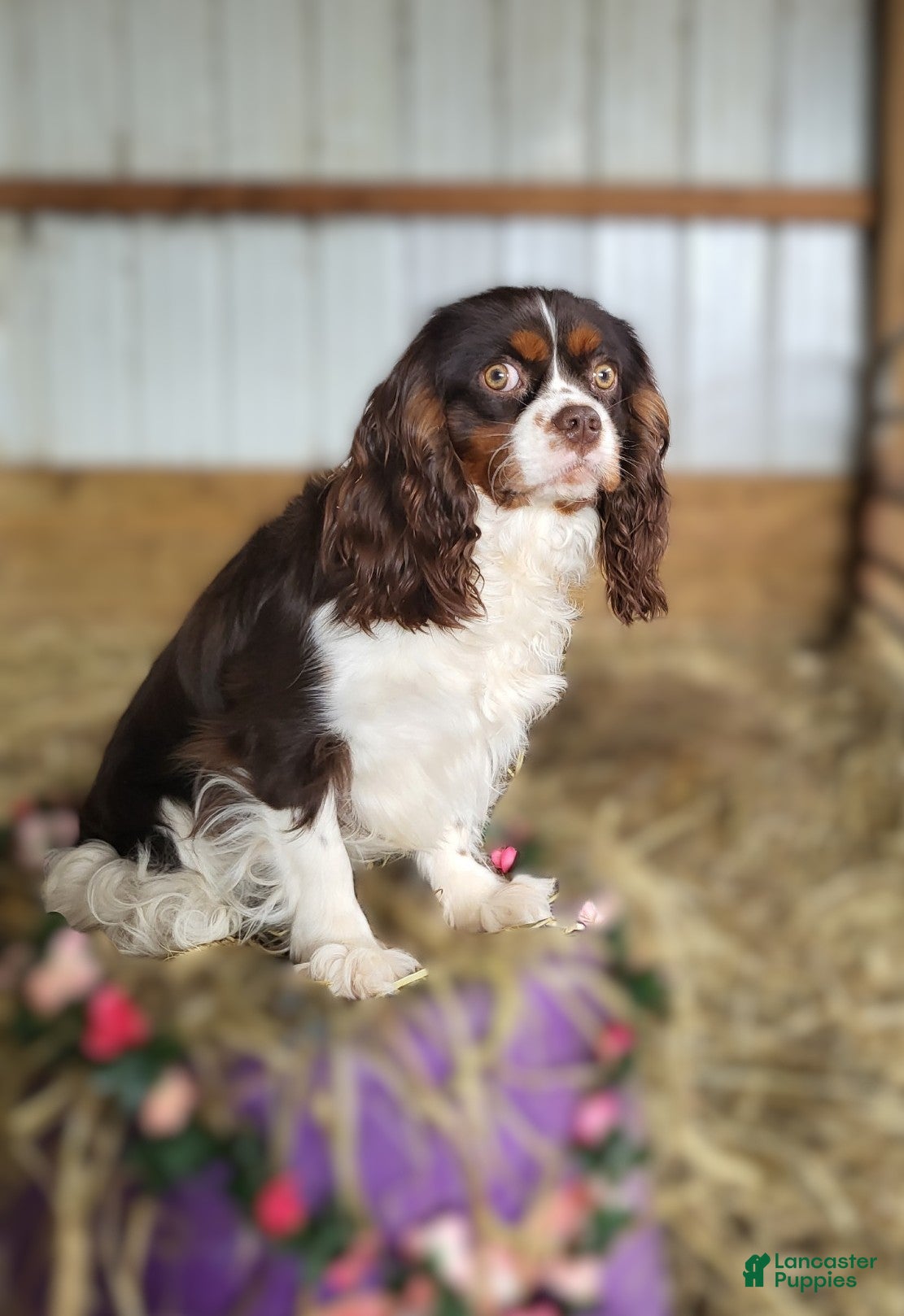King Charles Spaniel dogs King Charles Spaniel Puppy 1 Scottie - Ad 7