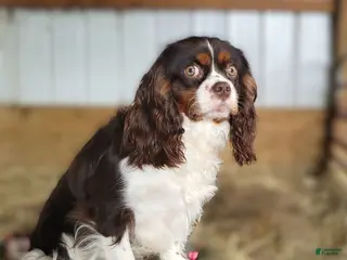 King Charles Spaniel dogs King Charles Spaniel Puppy 1 Scottie - Ad 4