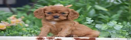 Cavalier King Charles Spaniel dogs for sale: Toby - Ad 1