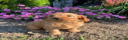Cavapoo dogs for sale: Harper - Ad 5